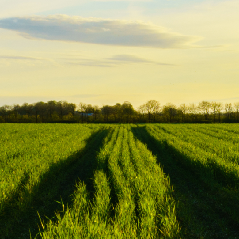 Rural field and sky
